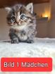 Persa /Britsch kurzhaar Mix katzen